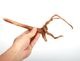UWS Material Market / Sumatra Wood ROOTS���� ���ޥȥ饦�åɡ��롼�� / ����ή�� �� �� SR2508-05 ��