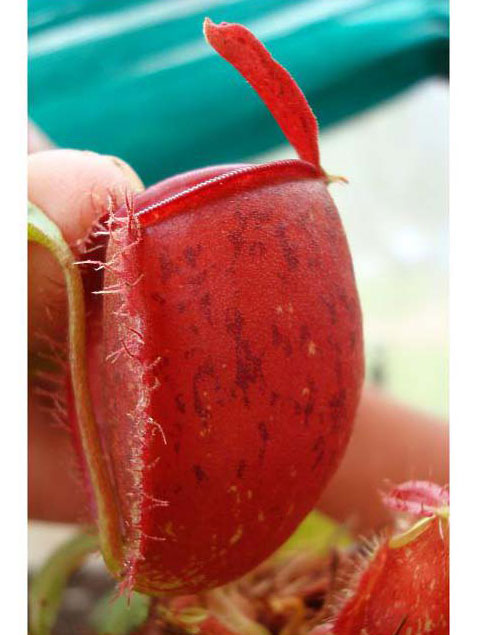 Nepenthes ampullaria " HARLEQUIN "[ ͥڥƥץꥢ "ϡ쥯" ] Borneo Exotics / BE-3681 ۡ PN181130-07 