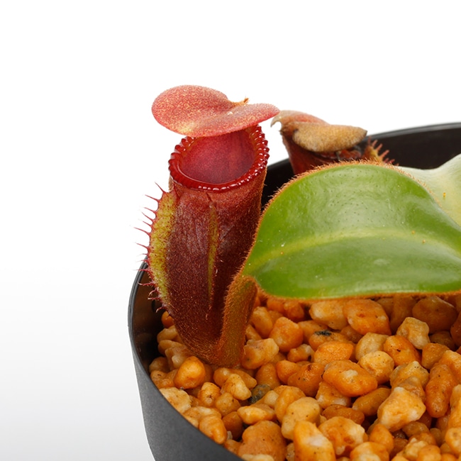 Nepenthes macrophylla / AW / Clone:T��[ �ͥڥ�ƥ����ޥ����ե��� ]���� PN231211-02 ��