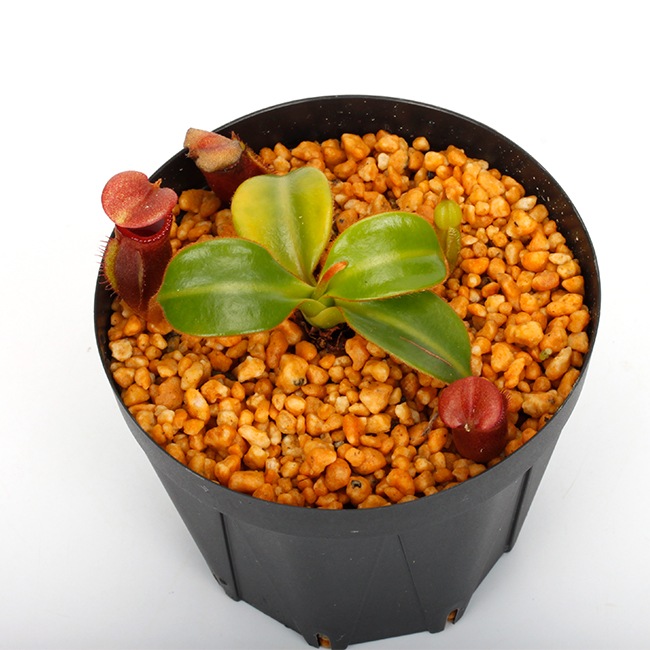 Nepenthes macrophylla / AW / Clone:T��[ �ͥڥ�ƥ����ޥ����ե��� ]���� PN231211-02 ��