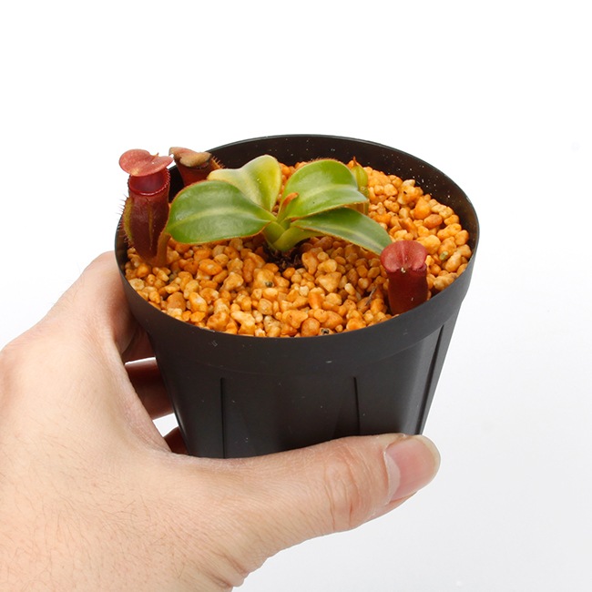 Nepenthes macrophylla / AW / Clone:T��[ �ͥڥ�ƥ����ޥ����ե��� ]���� PN231211-02 ��