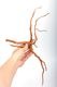 UWS Material Market / Sumatra Wood ROOTS���� ���ޥȥ饦�åɡ��롼�� / ����ή�� �� �� SR2508-06 ��