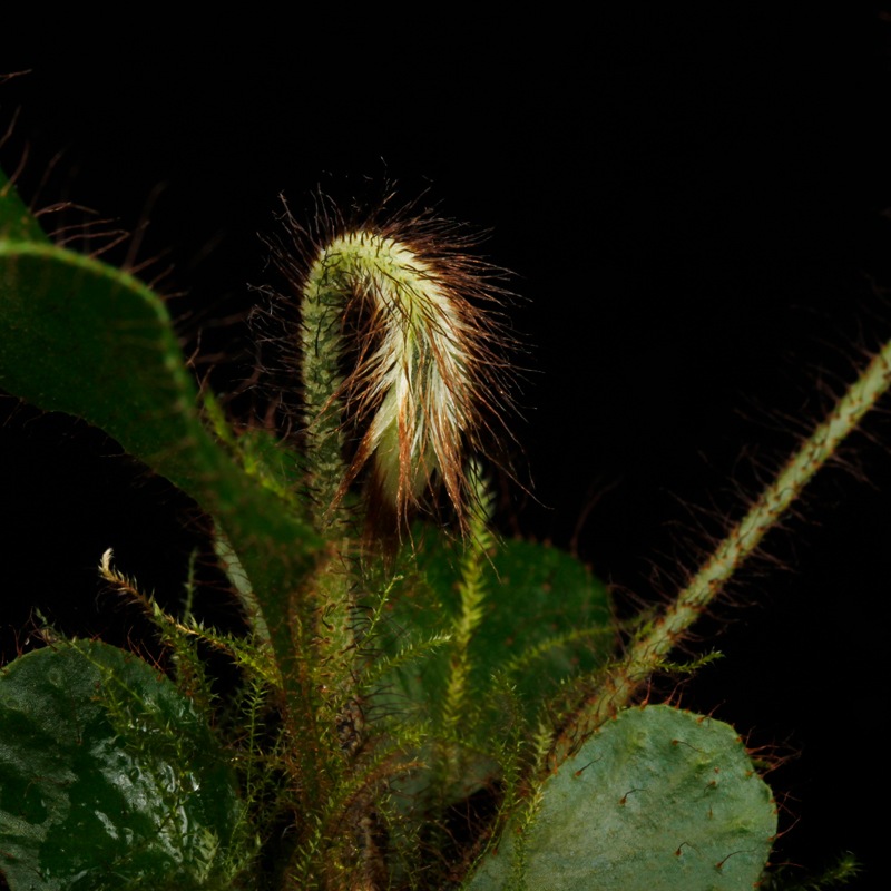 Elaphoglossum crinitum��[ ����ե������å��ࡦ����˥ĥ� ]���� PN260719-03 ��