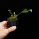 Elaphoglossum crinitum��[ ����ե������å��ࡦ����˥ĥ� ]���� PN260719-03 ��