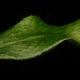 Elaphoglossum crinitum��[ ����ե������å��ࡦ����˥ĥ� ]���� PN260719-03 ��