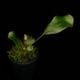 Elaphoglossum crinitum��[ ����ե������å��ࡦ����˥ĥ� ]���� PN260719-03 ��