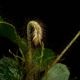 Elaphoglossum crinitum��[ ����ե������å��ࡦ����˥ĥ� ]���� PN260719-03 ��