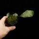 Elaphoglossum crinitum��[ ����ե������å��ࡦ����˥ĥ� ]���� PN260719-03 ��