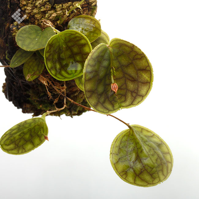 2_000000001033.jpg?1678209904