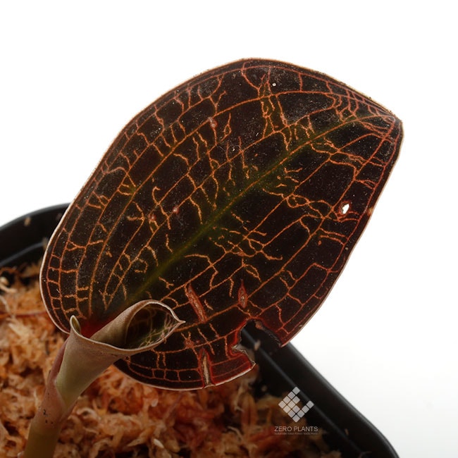 Macodes limii [ マコデス・リミー ] 【 PN200124-01 】 ( ジュエル