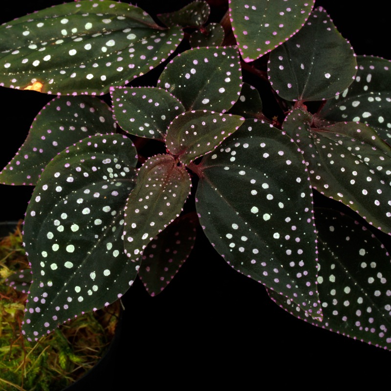 Sonerila sp. " Matang "��[ ���ͥ�� sp. " �ޥ��� " ]��1�ݥå�