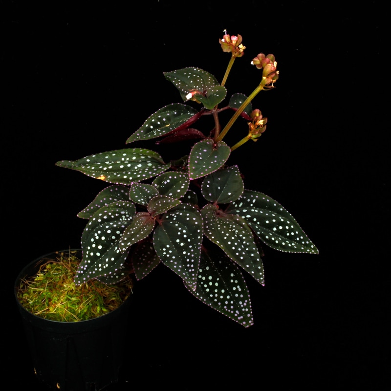 Sonerila sp. " Matang "��[ ���ͥ�� sp. " �ޥ��� " ]��1�ݥå�