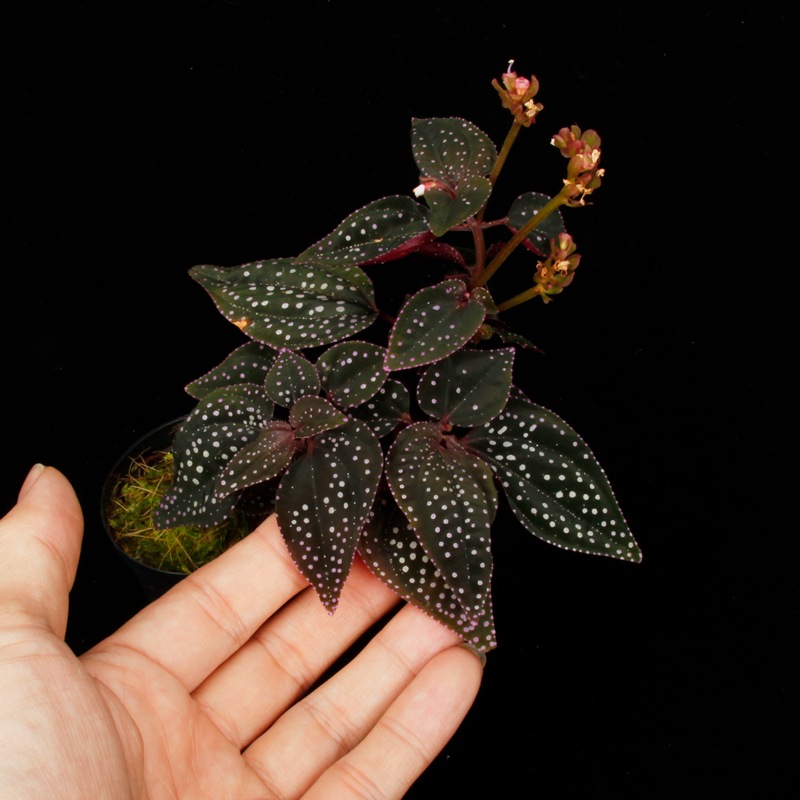 Sonerila sp. " Matang "��[ ���ͥ�� sp. " �ޥ��� " ]��1�ݥå�