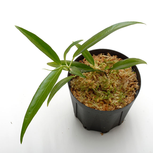 chaste tree plant Chaste Tree | Buy at NatureHills.com Quart Container