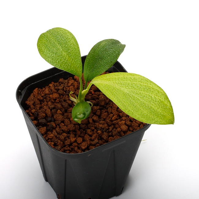 【I】 Homalomena ホマロメナ ５株まとめて I様専用】 Homalomena ホマロメナ 5株まとめて