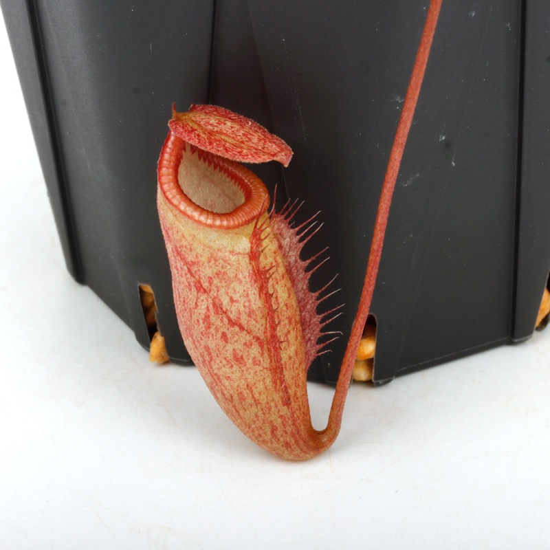 Nepenthes leonardoi ��[ �ͥڥ�ƥ����쥪�ʥ�ɥ� ]���� PN250320-01 ��