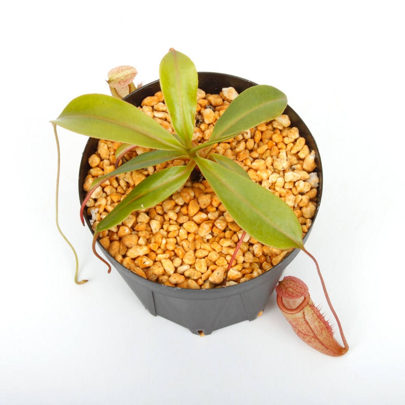 Nepenthes leonardoi ��[ �ͥڥ�ƥ����쥪�ʥ�ɥ� ]���� PN250320-01 ��
