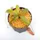Nepenthes leonardoi ��[ �ͥڥ�ƥ����쥪�ʥ�ɥ� ]���� PN250320-01 ��