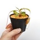 Nepenthes leonardoi ��[ �ͥڥ�ƥ����쥪�ʥ�ɥ� ]���� PN250320-01 ��