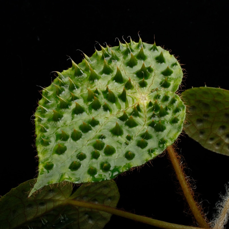 h*o様 26 ベゴニア　フェロックス　トゲトゲ　大きめ Begonia ferox var. 