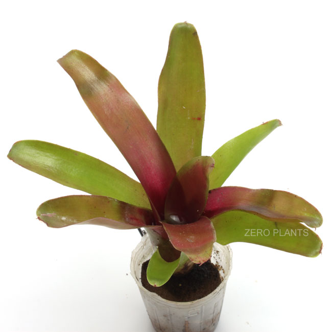 Neoregelia sp. " Fireball "���ͥ��쥲�ꥢ���ե����䡼�ܡ��롡1�ݥåȡ��� �ӥХꥦ�ࡢ�ѥ���ꥦ��˻Ȥ��䤹����ʪ ��