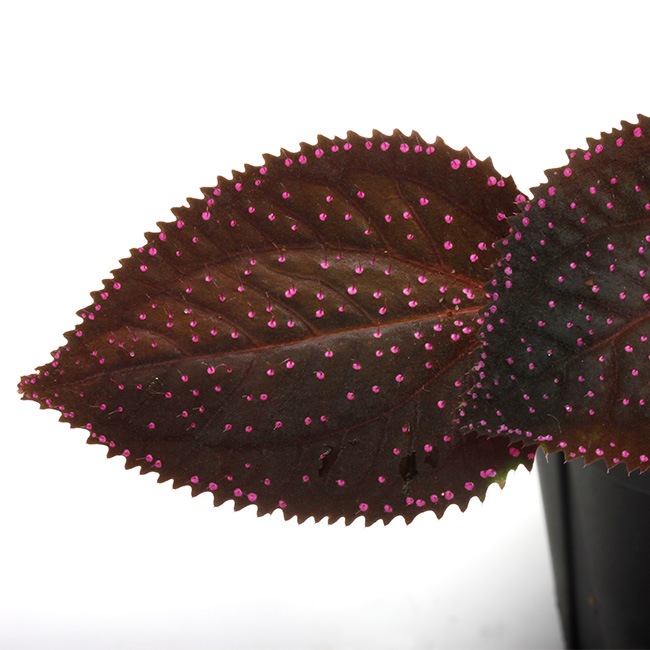 Sarcopyramis sp. " Sanggau "��[ ���륳�ե���ߥ� sp. " ���󥬥� " ]��1�ݥå�