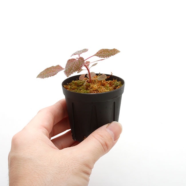 Sarcopyramis sp. " Sanggau "��[ ���륳�ե���ߥ� sp. " ���󥬥� " ]��1�ݥå�