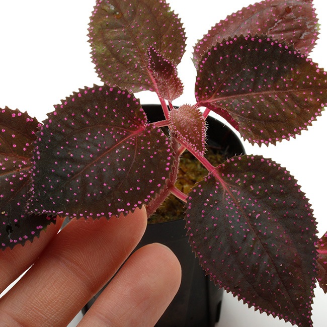 Sarcopyramis sp. " Sanggau "��[ ���륳�ե���ߥ� sp. " ���󥬥� " ]��1�ݥå�