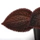 Sarcopyramis sp. " Sanggau "��[ ���륳�ե���ߥ� sp. " ���󥬥� " ]��1�ݥå�