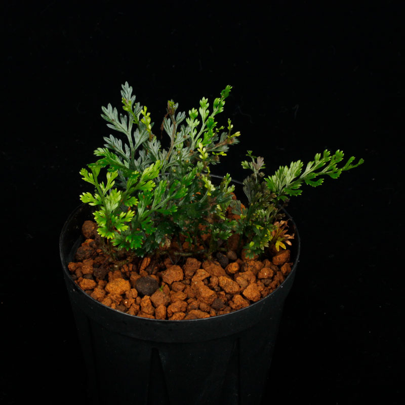 Bolbitis sp.��" Negros Island "��[ �ܥ�ӥƥ��� sp. " �ͥ������� " ]��1�ݥå�
