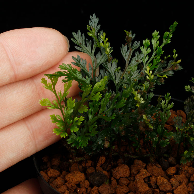 Bolbitis sp.��" Negros Island "��[ �ܥ�ӥƥ��� sp. " �ͥ������� " ]��1�ݥå�