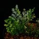 Bolbitis sp.��" Negros Island "��[ �ܥ�ӥƥ��� sp. " �ͥ������� " ]��1�ݥå�