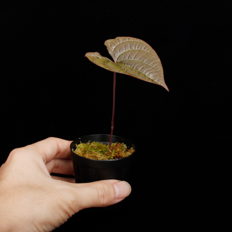 Dioscorea dodecaneura ��[ �ǥ��������쥢���ɥǥ��ͥ��� ]��1�ݥå�