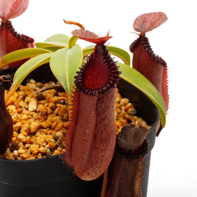 Nepenthes hamata  edwardsiana [ Clone:AW-Nx_hamXed-13 ][ ͥڥƥϥޥߥɥɥ ] PN220405-04 