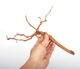 UWS Material Market / Sumatra Wood ROOTS���� ���ޥȥ饦�åɡ��롼�� / ����ή�� �� �� SR2508-09 ��