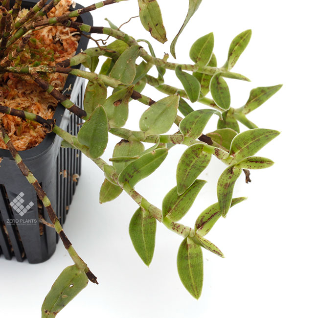 Epidendrum escobarianum��[ ���ԥǥ�ɥ�ࡦ�������Хꥢ�̥� ]���� PN181117-02 ��
