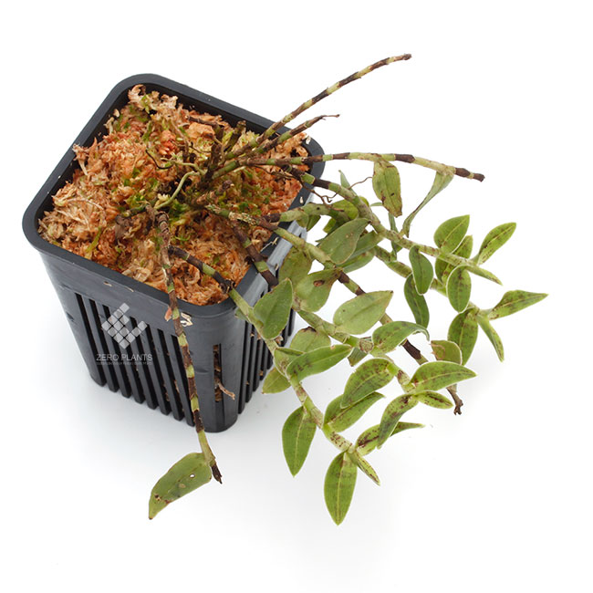 Epidendrum escobarianum��[ ���ԥǥ�ɥ�ࡦ�������Хꥢ�̥� ]���� PN181117-02 ��