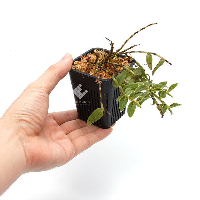 Epidendrum escobarianum��[ ���ԥǥ�ɥ�ࡦ�������Хꥢ�̥� ]���� PN181117-02 ��