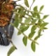Epidendrum escobarianum��[ ���ԥǥ�ɥ�ࡦ�������Хꥢ�̥� ]���� PN181117-02 ��
