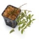 Epidendrum escobarianum��[ ���ԥǥ�ɥ�ࡦ�������Хꥢ�̥� ]���� PN181117-02 ��