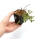 Epidendrum escobarianum��[ ���ԥǥ�ɥ�ࡦ�������Хꥢ�̥� ]���� PN181117-02 ��