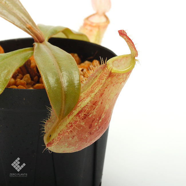 Nepenthes ampullaria 