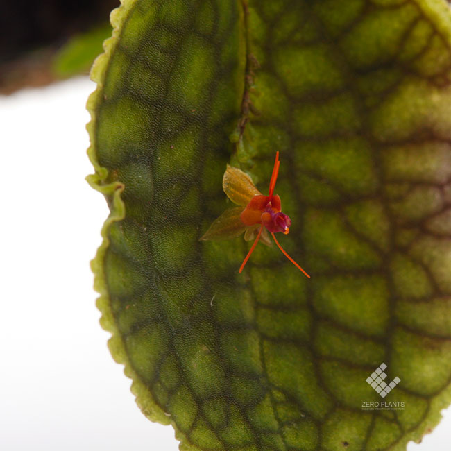 Lepanthes tentaculata [ レパンテス・テンタキュラータ ] 【 PN191004