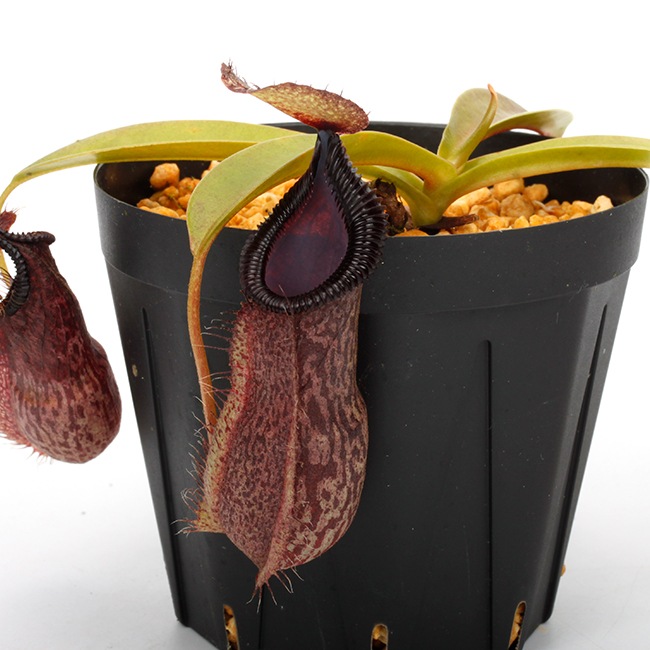 Nepenthes spathulata x hamata[ ͥڥƥѥ饿ߥϥޥ ] Borneo Exotics / BE-3793 ۡ PN240304-07 