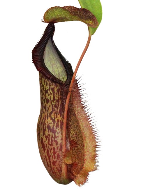 Nepenthes spathulata x hamata[ ͥڥƥѥ饿ߥϥޥ ] Borneo Exotics / BE-3793 ۡ PN240304-07 