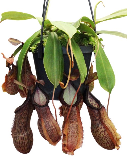 Nepenthes spathulata x hamata[ ͥڥƥѥ饿ߥϥޥ ] Borneo Exotics / BE-3793 ۡ PN240304-07 