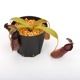 Nepenthes spathulata x hamata[ ͥڥƥѥ饿ߥϥޥ ] Borneo Exotics / BE-3793 ۡ PN240304-07 