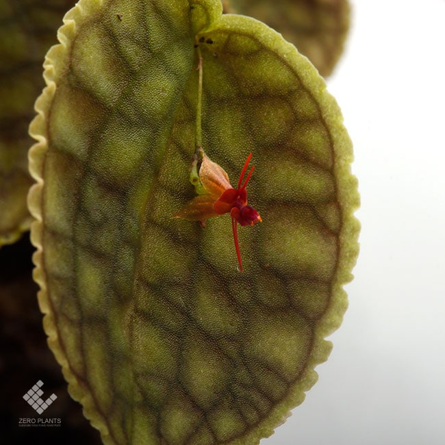 Lepanthes tentaculata [ レパンテス・テンタキュラータ ] 【 PN191004