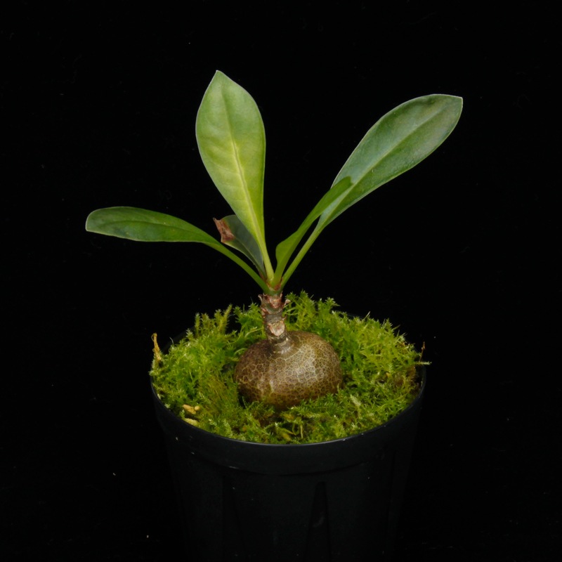 Myrmecodia spec. nov. (Mt. Kaindi, PNG) ��[ �ߥ�ᥳ�ǥ��� spec. nov. ]�� PN250425-01 �ۡ� �ðۤʵ�ƻ����ĥѥץ��˥塼���˥�����̤���ܥߥ�ᥳ�ǥ��� ��