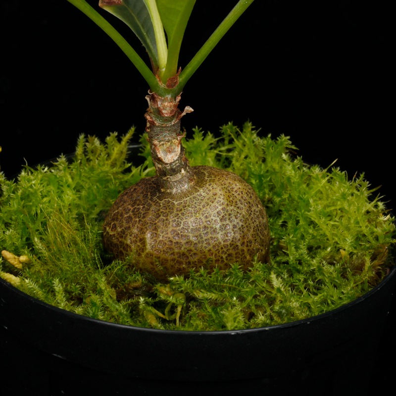 Myrmecodia spec. nov. (Mt. Kaindi, PNG) ��[ �ߥ�ᥳ�ǥ��� spec. nov. ]�� PN250425-01 �ۡ� �ðۤʵ�ƻ����ĥѥץ��˥塼���˥�����̤���ܥߥ�ᥳ�ǥ��� ��